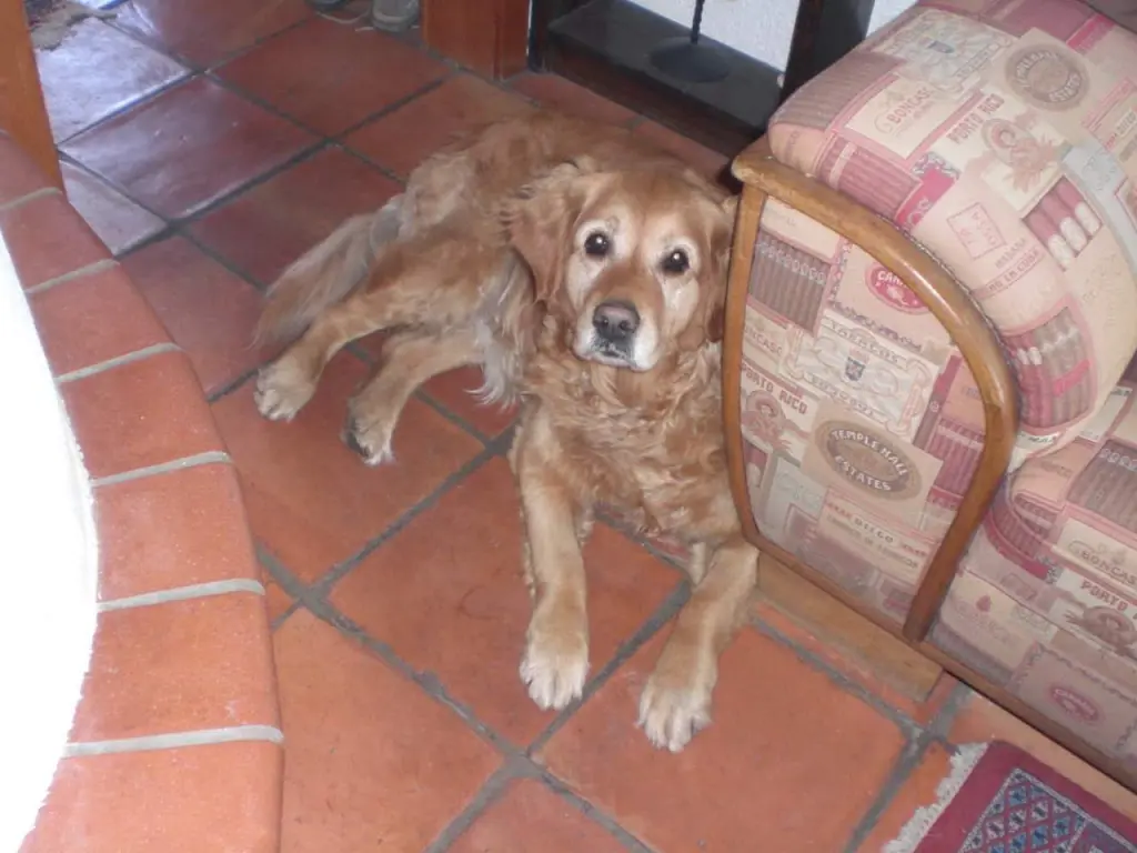 Condolence image of Elfie