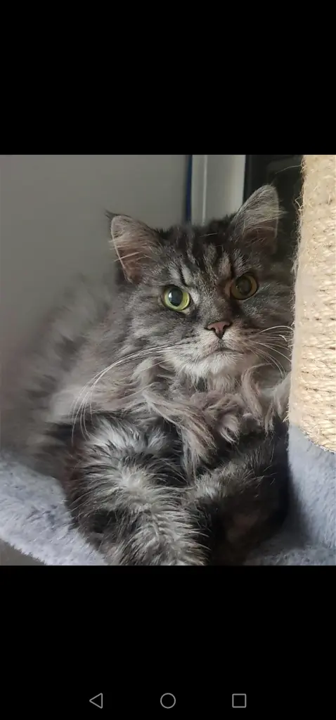 Image from Gismo