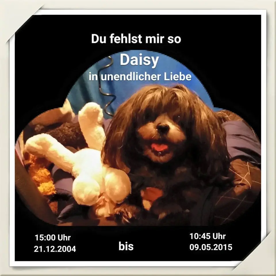 Image from Daisy