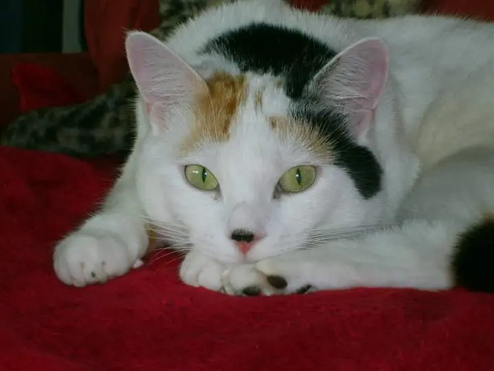 Image from Chessna