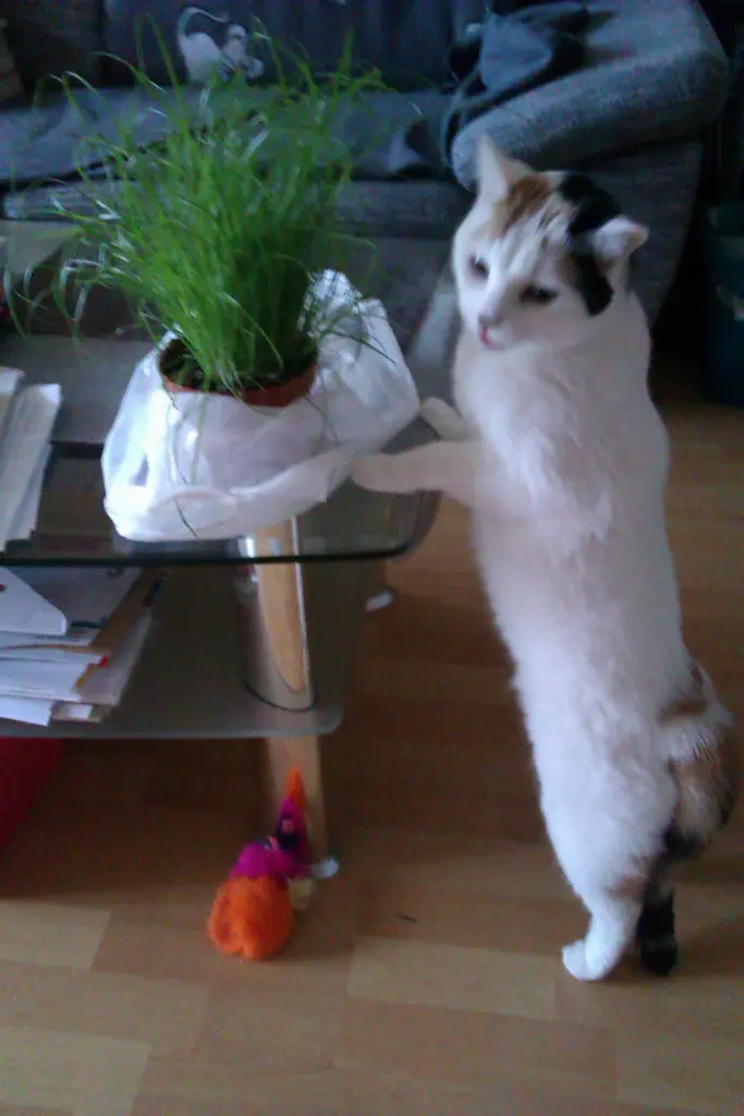 Image from Chessna