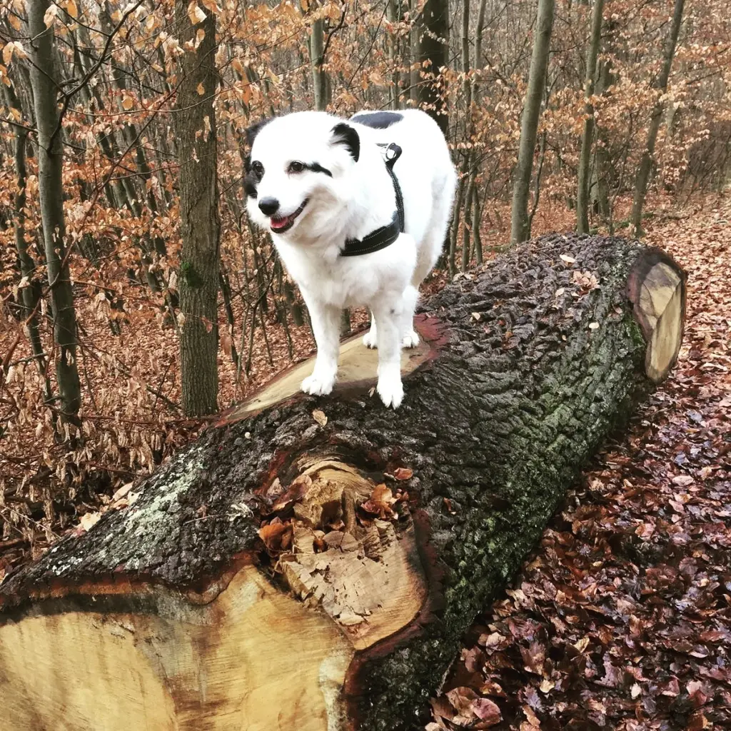 Condolence image of Anette mit Seelenhund Dea❤️