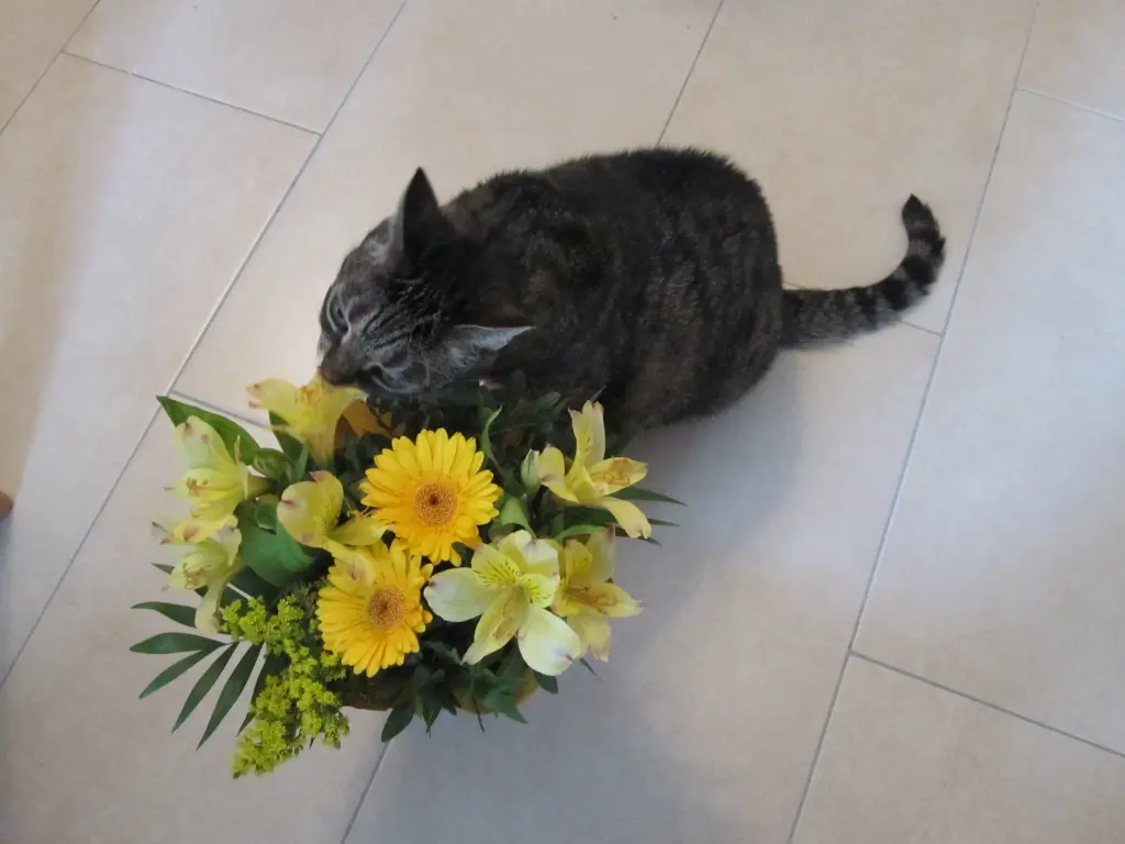 Condolence image of Pia