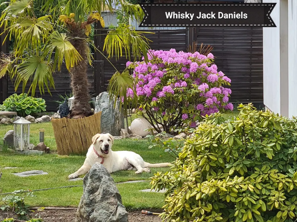 Image from Whisky Jack Daniels