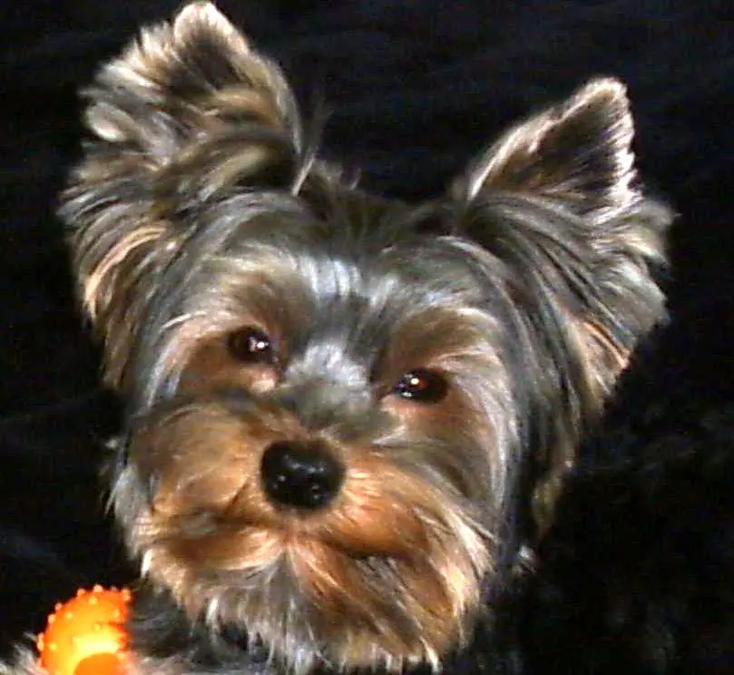 Image from Gismo