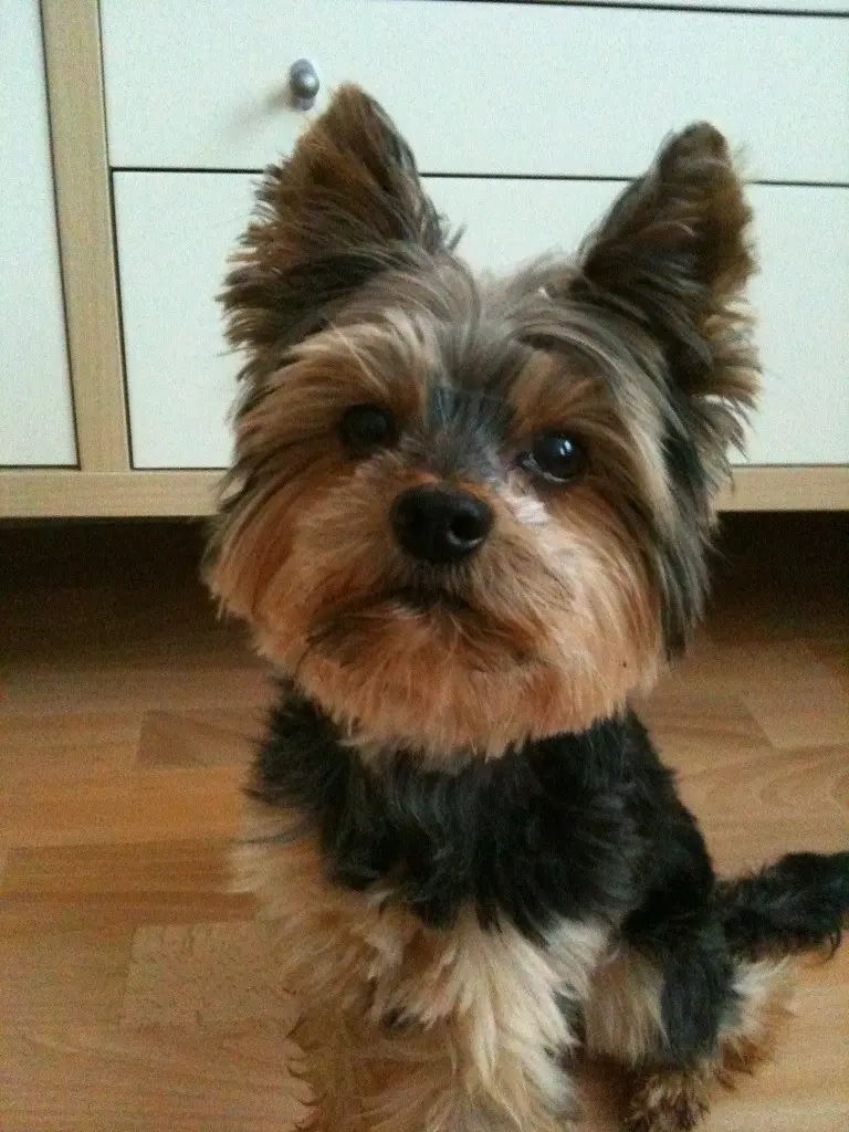 Image from Gismo