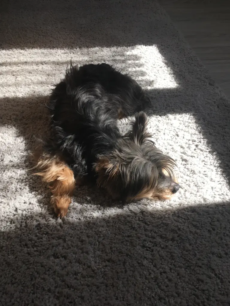 Image from Gismo