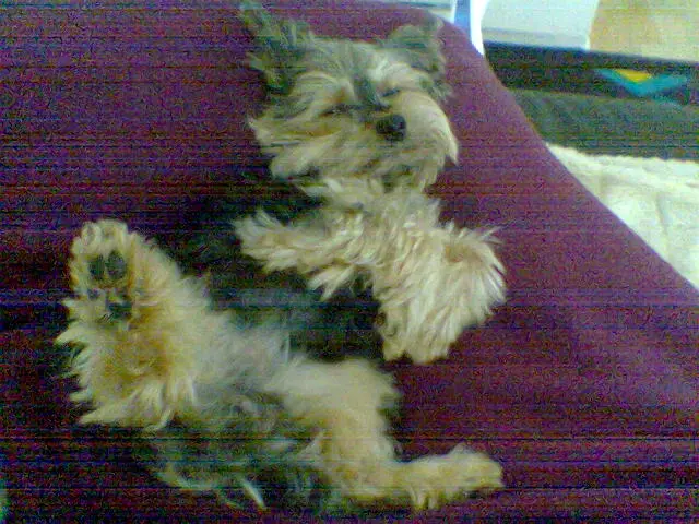 Image from Gismo