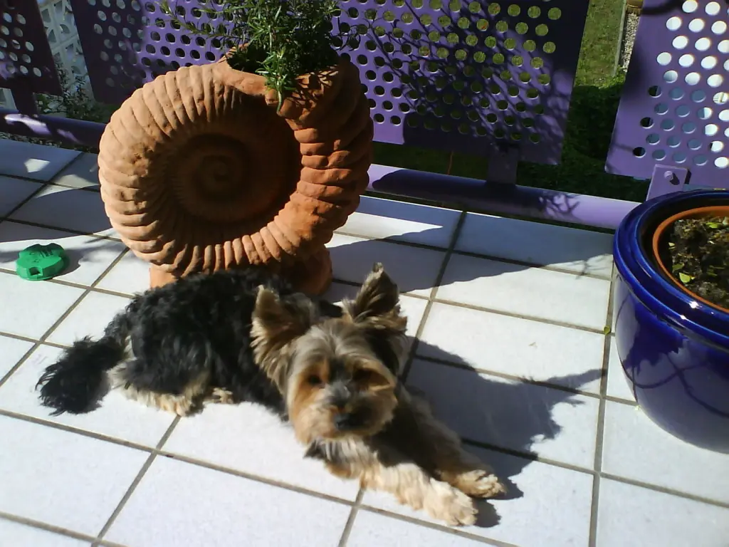 Image from Gismo