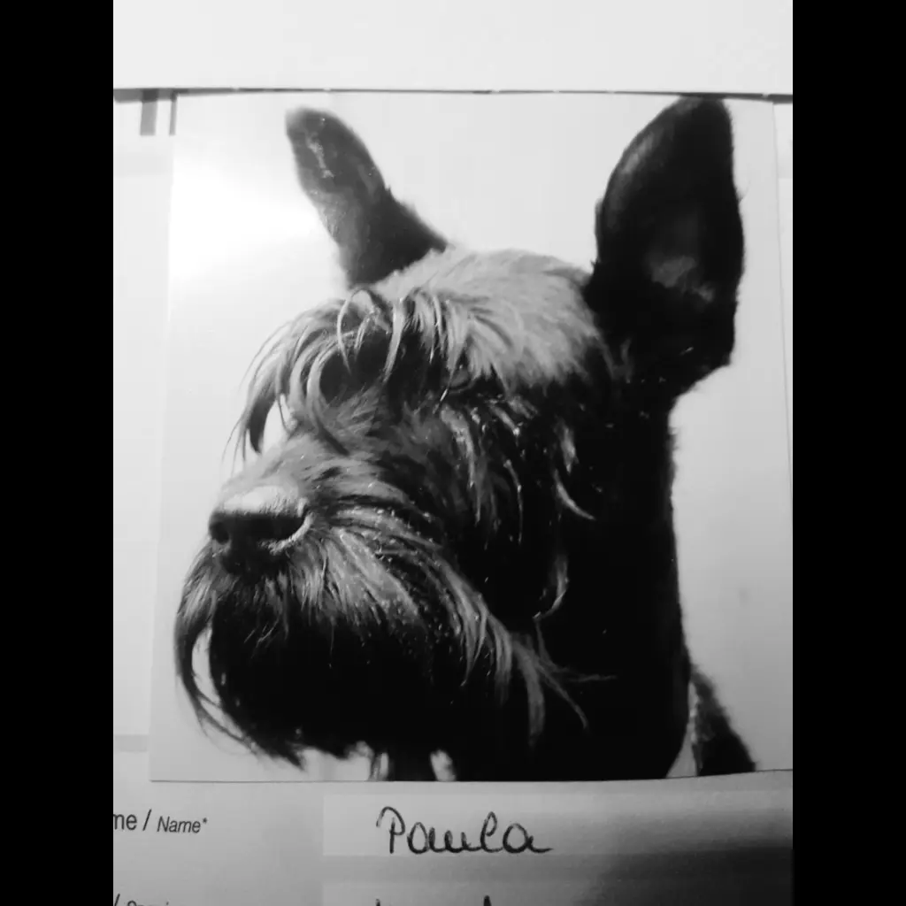 Image from Paula