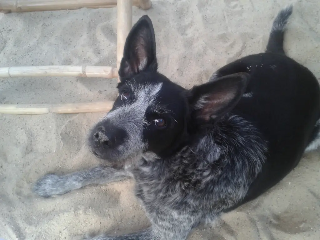 Image from Gysmo 