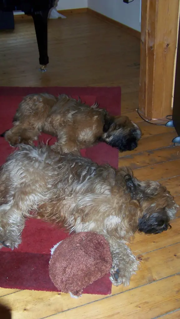 Condolence image of Antje & Jojo 