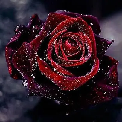 Condolence image of DEIN Frauchen