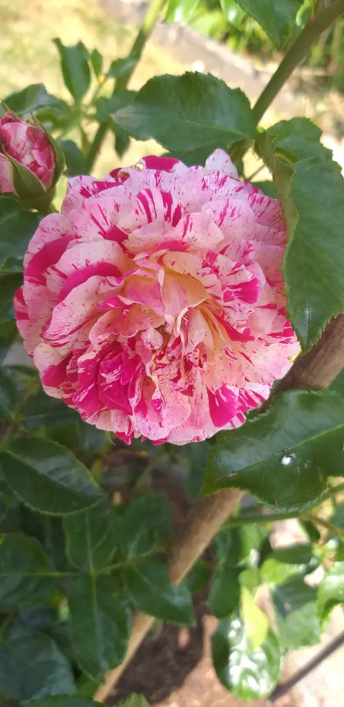 Image from Spike