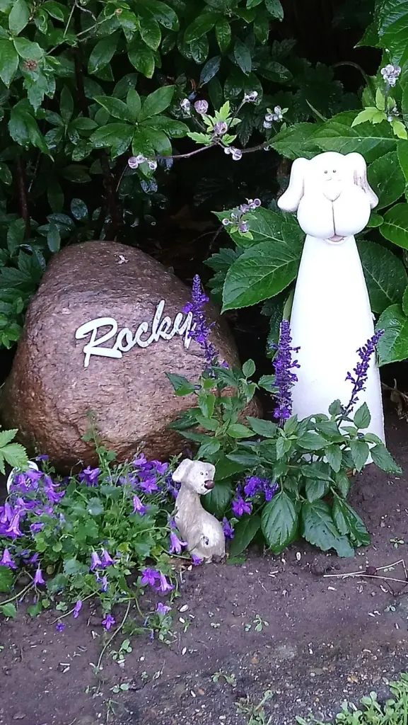 Image from Rocky