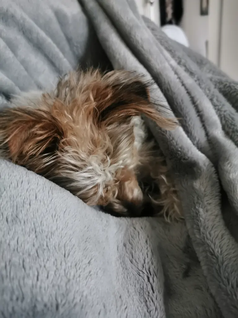 Andachtsbild von Ruth und Seelenhund Henry