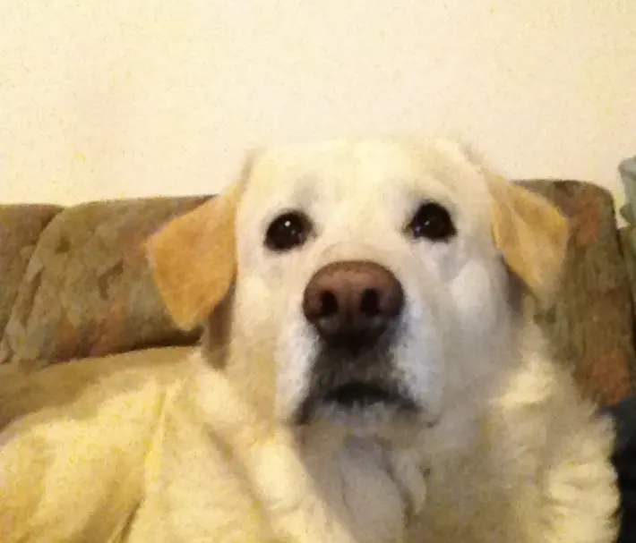 Andachtsbild von Marc