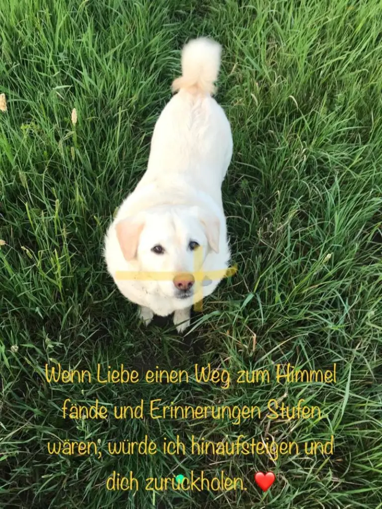 Andachtsbild von Für meinen Seelenhund Toni ❤️