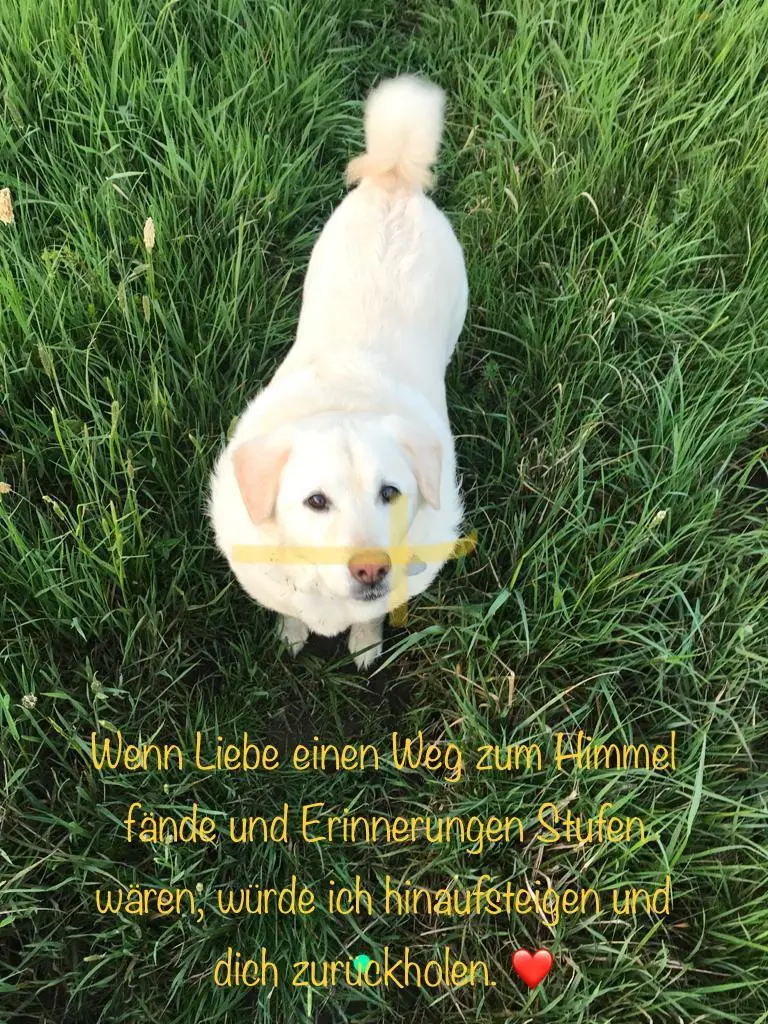 Andachtsbild von Für meinen Wauzel
