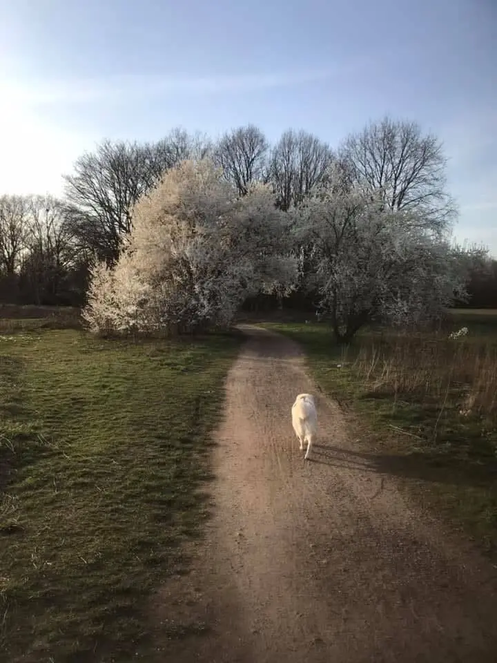 Andachtsbild von Für meinen Seelenhund