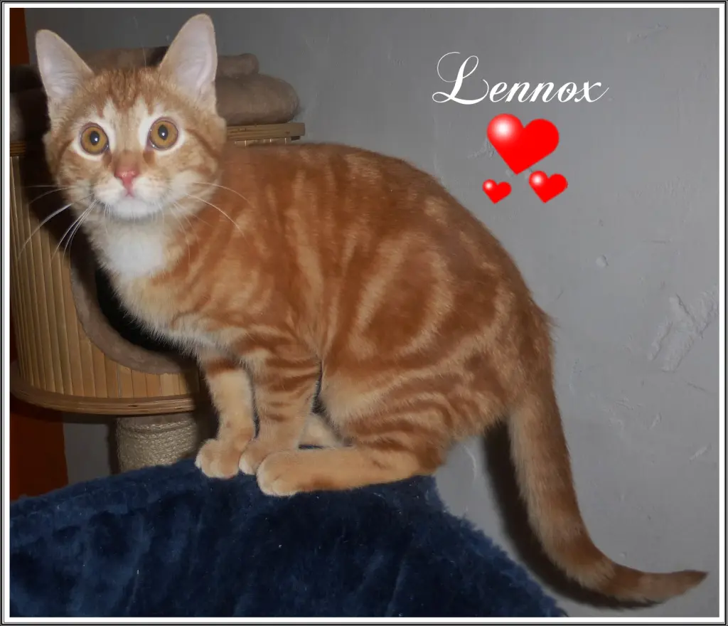 Image from Lennox