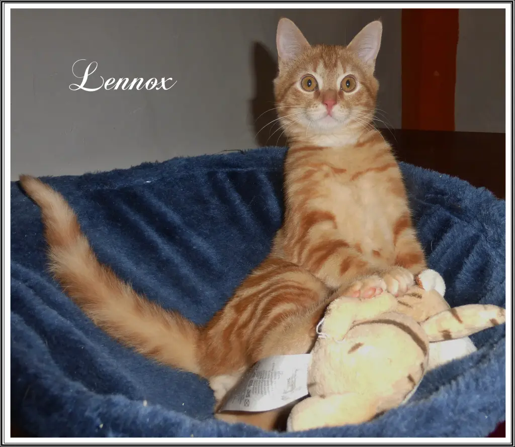 Image from Lennox