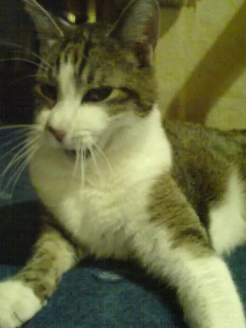 Bild von Micky (Stinker)