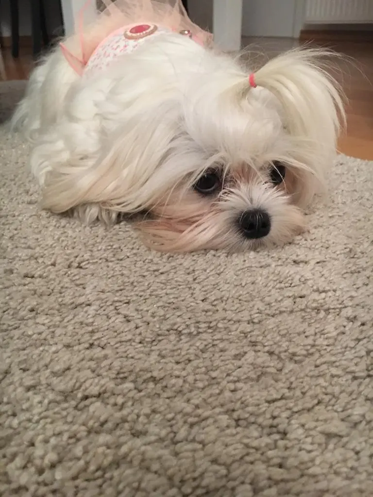 Andachtsbild von Aylin mit Honey im ♥️