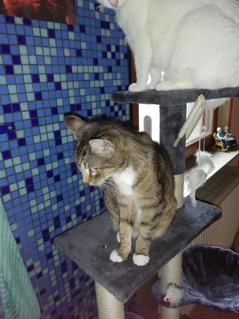 Andachtsbild von Marion