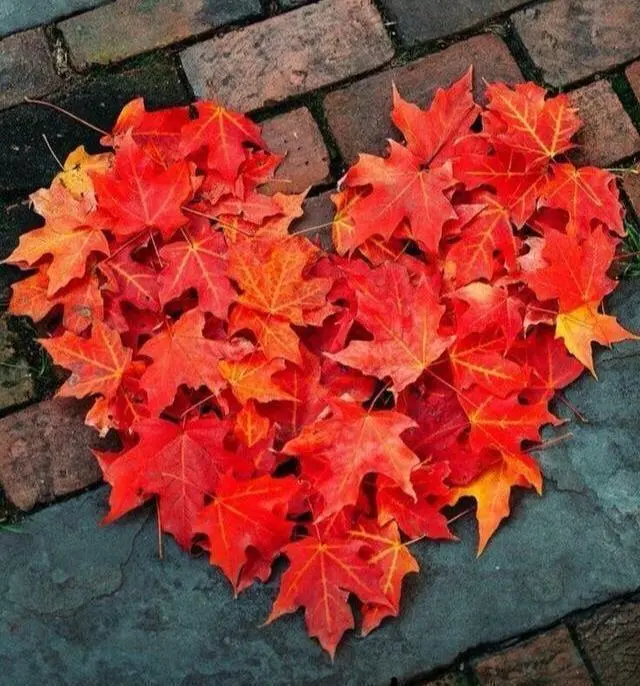 Andachtsbild von Eine Sonntagsrose für Tommi