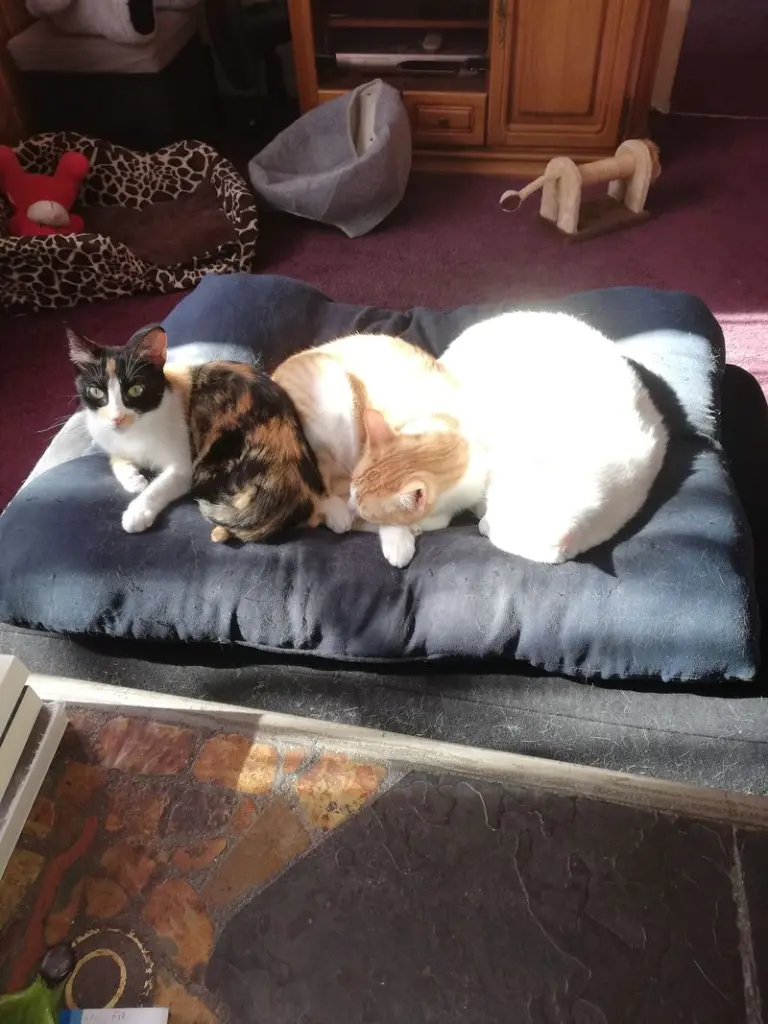 Andachtsbild von Marion