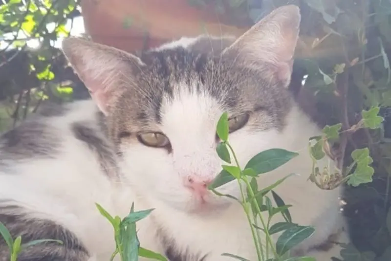 Andachtsbild von Tanja mit Timmy im Herzen 