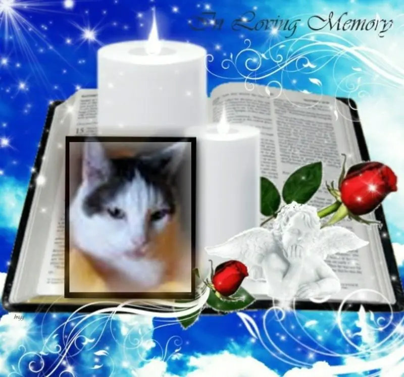 Andachtsbild von 1.Sternchen❤️Gedenktag❤️