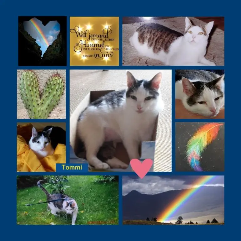 Andachtsbild von Rosen zum 2. Sternchentag für Tommi