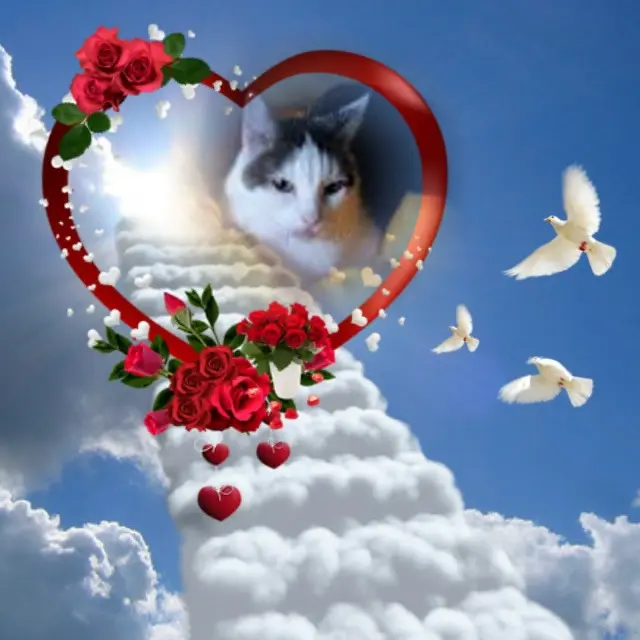 Andachtsbild von 2.Sternchen❤️Gedenktag❤️❤️