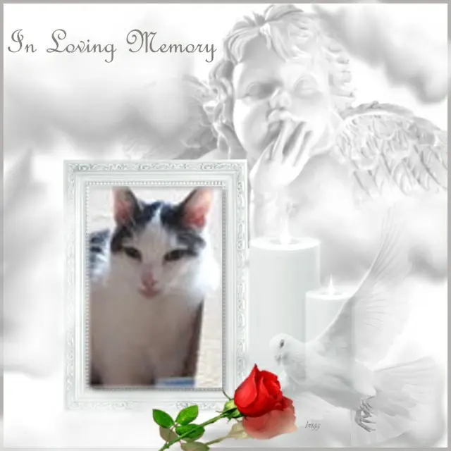 Andachtsbild von 2.Sternchen❤️Gedenktag❤️❤️