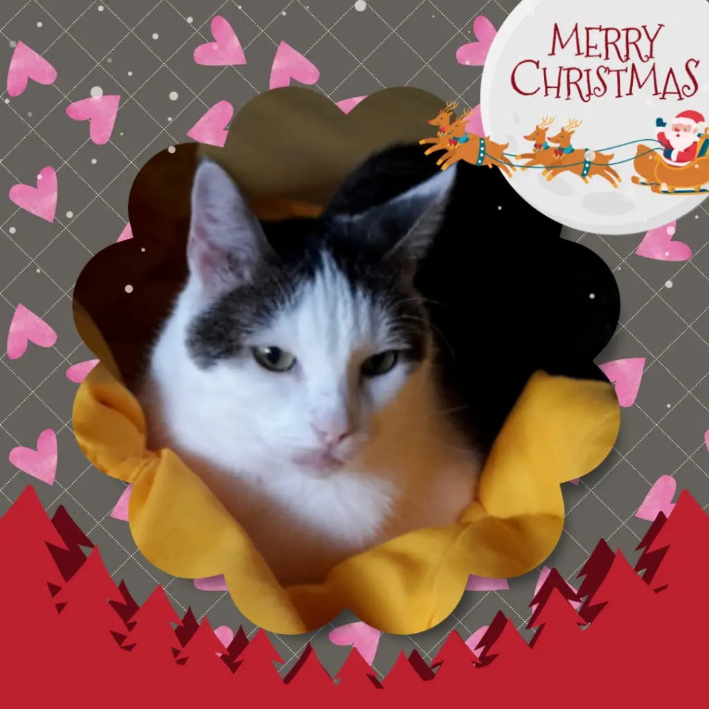 Andachtsbild von ❤️Frohe Weihnachten ❤️ Deine Mutti und deine Oma ❤️ 