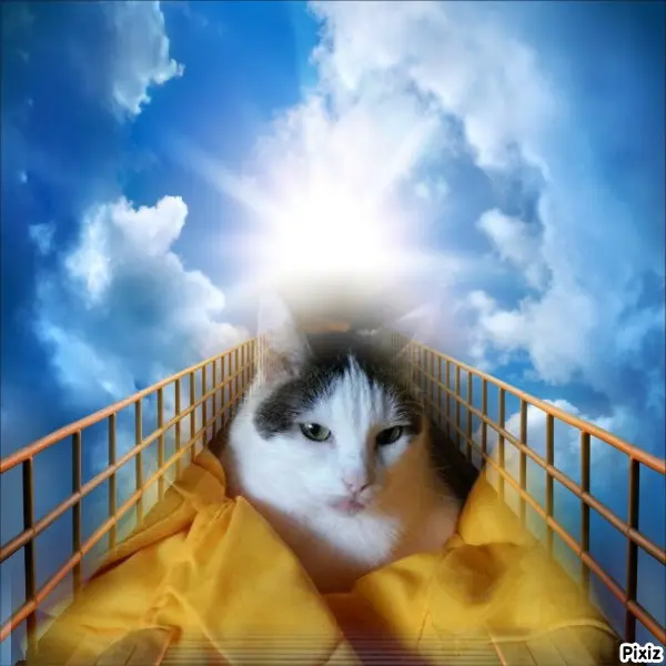 Andachtsbild von Tanja mit Timmy im Herzen 