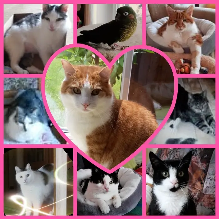 Andachtsbild von Fur Tommi❤️⭐️