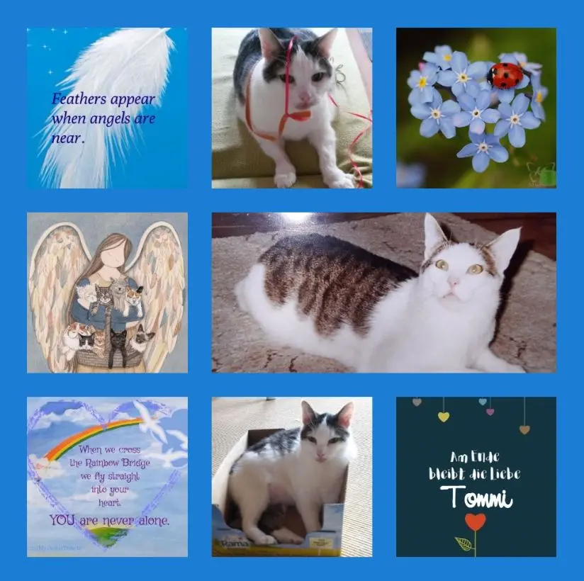 Andachtsbild von Rosen für Tommi zum 3. Sternchentag