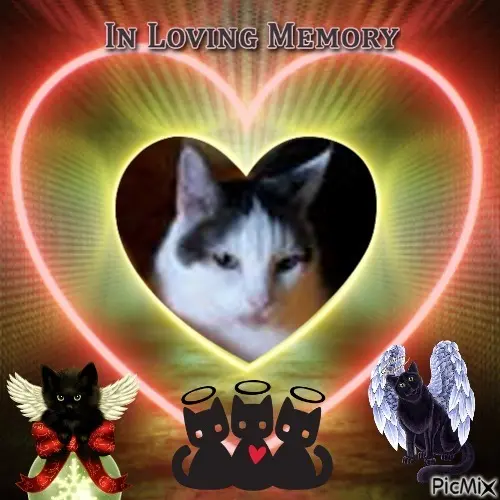 Andachtsbild von 3. Sternchen❤️❤️❤️Gedenktag❤️❤️❤️