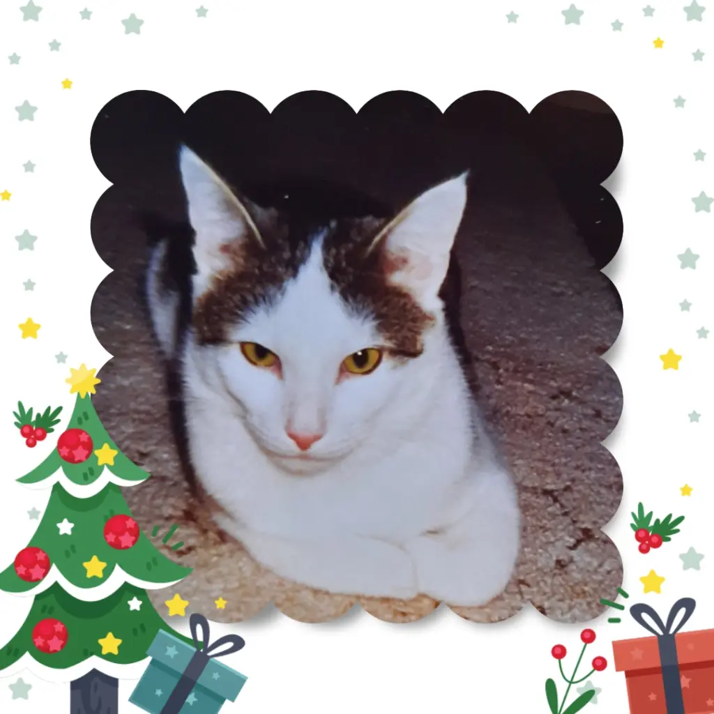 Andachtsbild von ❤️Frohe Weihnachten Tömmchen ❤️