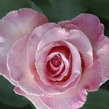 Andachtsbild von Anja mit Maja & Gräuli im  ༺❤️༻