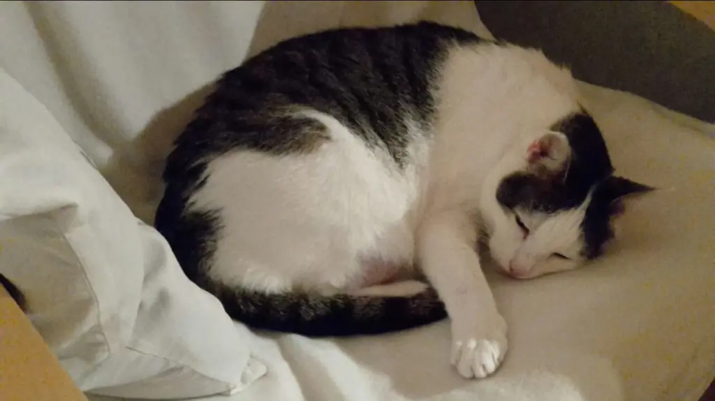 Andachtsbild von ❤️1400 Röschen❤️