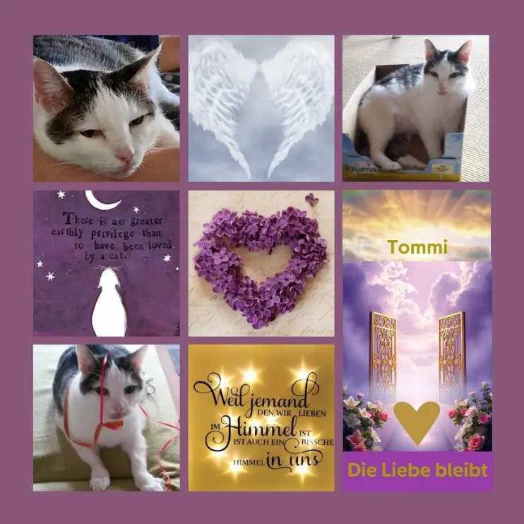 Andachtsbild von Gedenkrosen zum 5. Sternchentag für Tommi