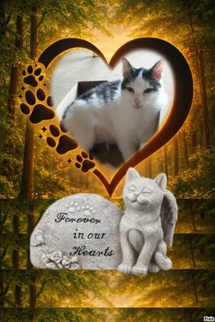 Condolence image of Tanja mit Timmy im 💖🐈🐾