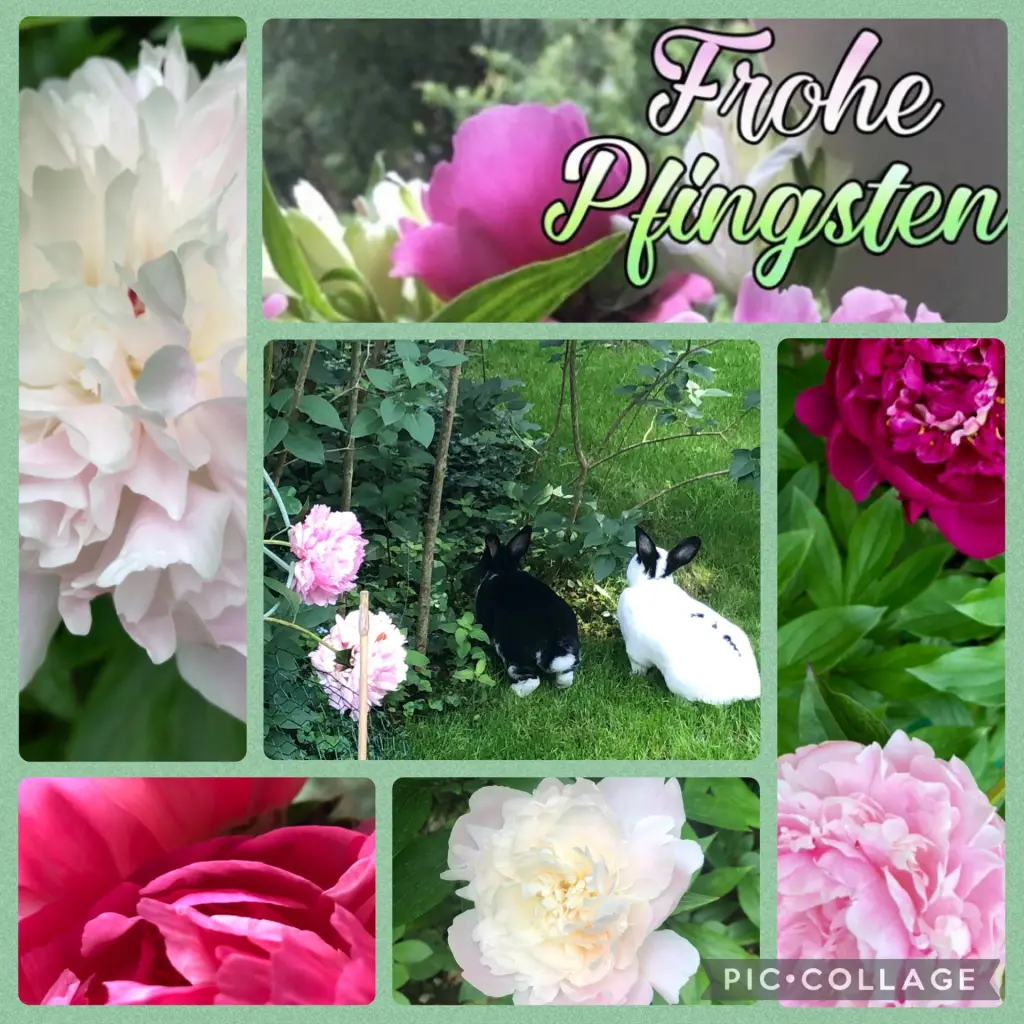 Condolence image of Ein Pfingströschen für Tommi