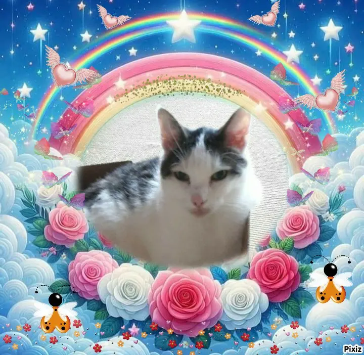 Condolence image of Tanja mit Timmy im 💖🐈🐾