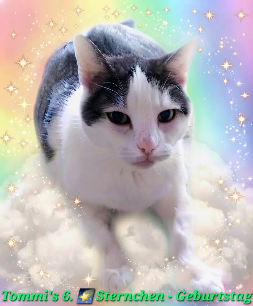 Condolence image of ✨Tommi's 6.✨Sternchengeburtstag💝