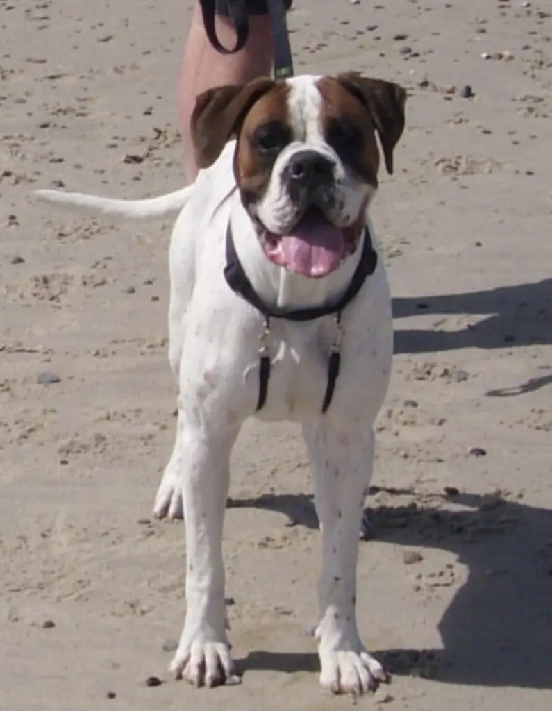Image from Tyson